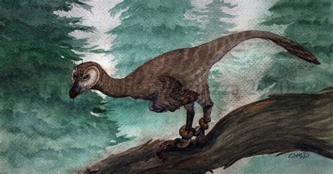 Prehistoric Beast of the Week: Pectinodon: Beast of the Week