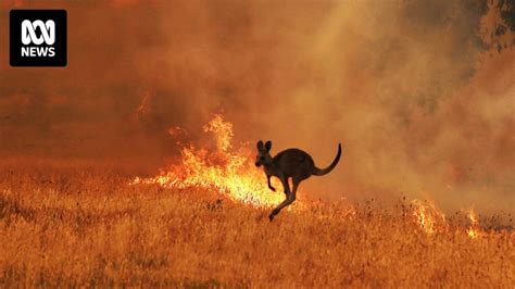 3 billion animals killed or displaced in Black Summer bushfires, study estimates - ABC News