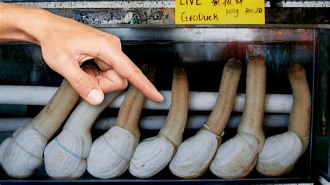 What Is a Geoduck (and Where Can You Find It?) - Drivin' & Vibin'