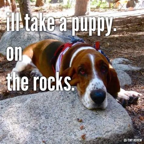 21+ Funny Basset Hound Quotes And Sayings | Page 3 of 5 | The Paws