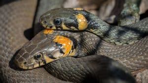 When Is Mating Season For Snakes? (And Why It's Important)