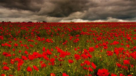 "Ribbon Of Poppies" To Commemorate WWI Centenary