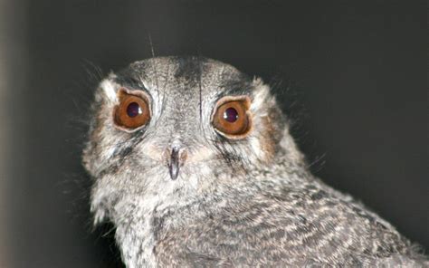 Owlet-nightjar | Perth Zoo