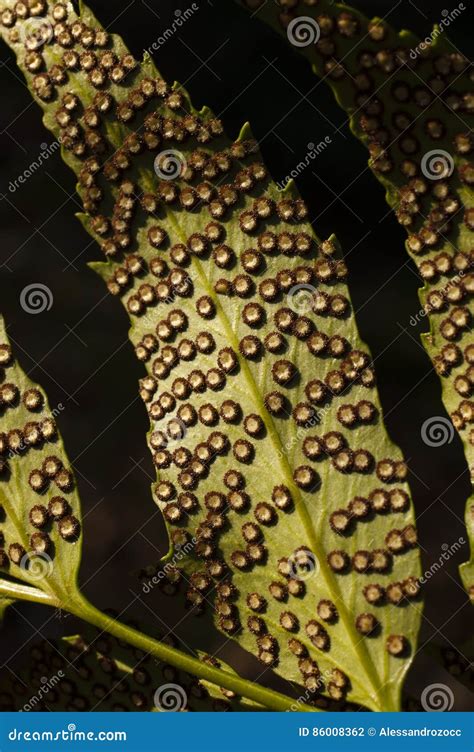 Fern spores on leaf. stock photo. Image of detail, seed - 86008362