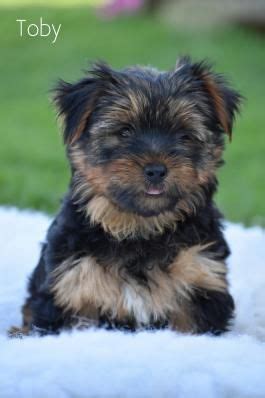 Puppies for Sale | Buckeye Puppies Yorkie Puppy For Sale, Puppies For ...