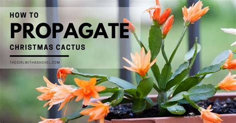 3 Easy Ways to Propagate Christmas Cactus - The Girl with a Shovel