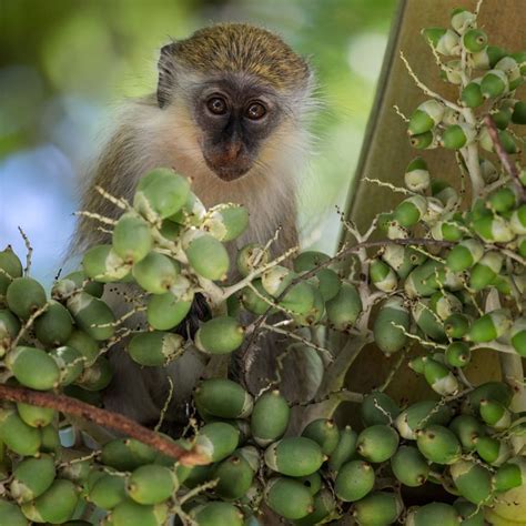 Baby Green Moneky - At the resort we stayed at on Barbados a full grown ...