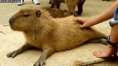 Capybara GIF - Find & Share on GIPHY