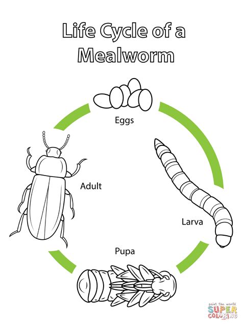 mealworm life cycle color page - Google Search | Life cycles, Animal ...