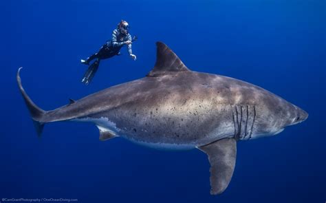 Conservationists Swim with One of the Largest Great White Sharks Ever ...