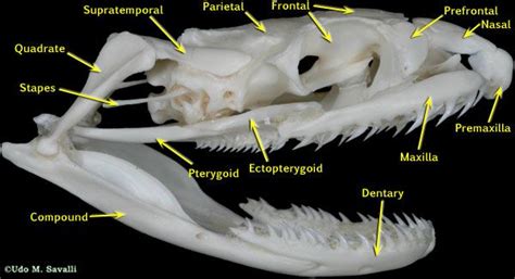 Colubrid skull labeled Reptiles, Skull Labeled, Snake Skin, Snake Facts ...