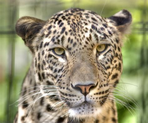 File:Leopard---Panthera-pardus-saxicolor---Face---(Gentry).jpg - Wikimedia Commons