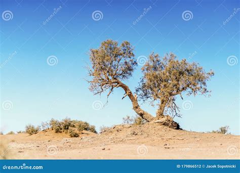 Sahara Acacia Tree In Desert Landscape Royalty-Free Stock Photography ...