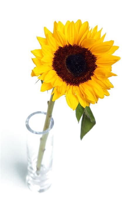 Sunflower In Vase Free Stock Photo - Public Domain Pictures