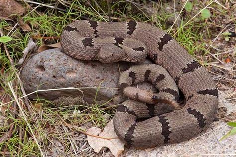 14 Rattlesnakes in Arizona (With Pictures) - Wildlife Informer