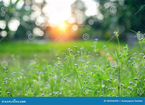 Natural Green Background with Selective Focus Stock Photo - Image of blur, shiny: 284556496