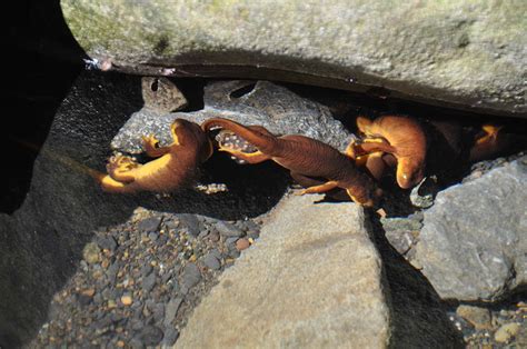 Newts | Gary Bucciarelli