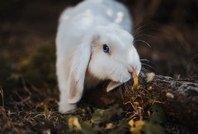 The 215 Best Cute & Cool Rabbit Name Ideas In 2023 - We're All About Pets