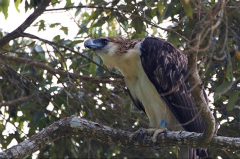 A good year for the Philippine eagle in 2020, but not for its supporters