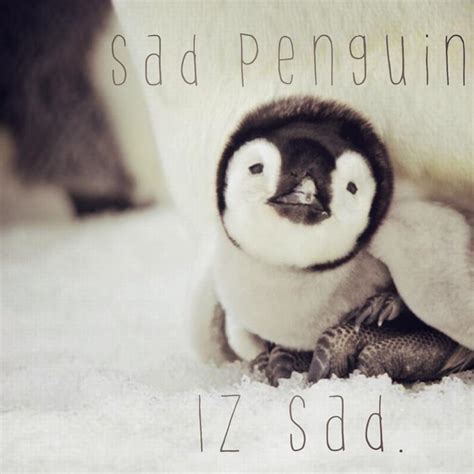 Sad Penguin | Know Your Meme