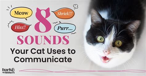 8 Sounds Your Cat Uses to Communicate