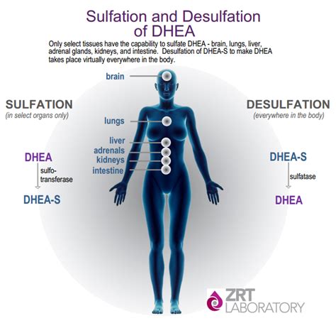 The Distinction Between DHEA and DHEA-S & Why Both Are Important For a ...
