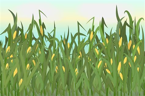 Corn Variety Vector Download