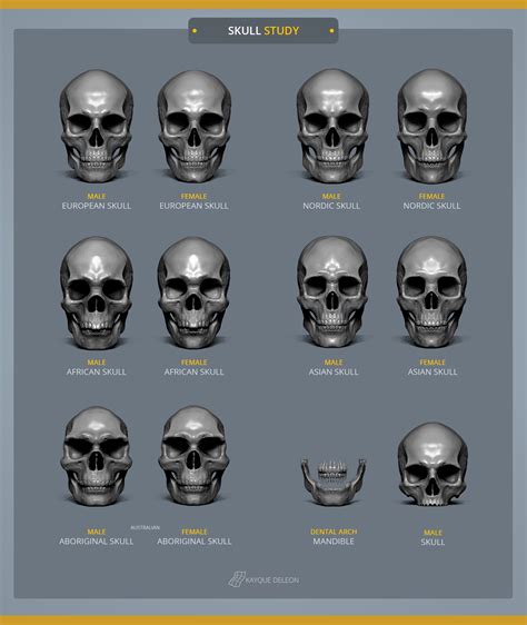 Ethnicity Skull in Zbrush - Front View | Modelos 3d, Modelos