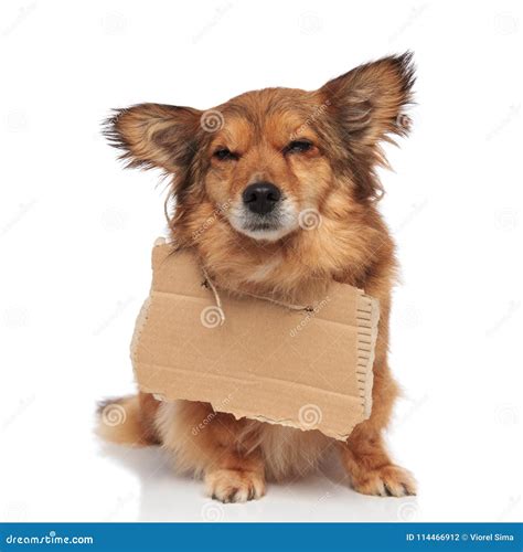 Brown Sad Beggar Dog with Empty Cardboard Around Neck Stock Photo - Image of isolated, copy ...