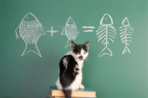 Tricks You Can Train Your Cat To Do - Modern Cat