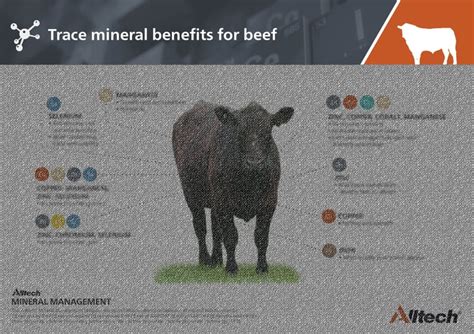 FREE Trace Minerals Benefits for Beef Poster Download