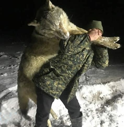 Huge Wolf Killed As Russian Villages Terrorised