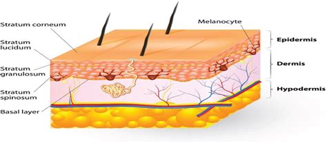 Split-Thickness and Full-Thickness Skin Grafts : Plastic and Aesthetic Nursing