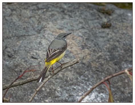 Grey Wagtail | Darren Hillman | Flickr