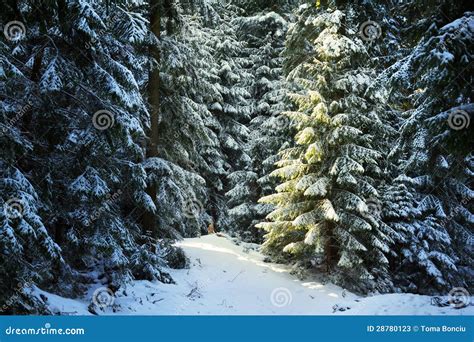 Pine Tree Forest During Winter Stock Photos - Image: 28780123