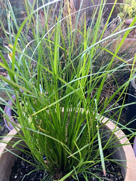 Photo #67583 | Lomandra longifolia Breeze™ PP15420 | plant lust