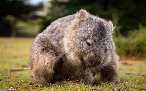 Download wallpapers Wombat, Australia, cute animals, small Wombat, flora and fauna of Australia ...