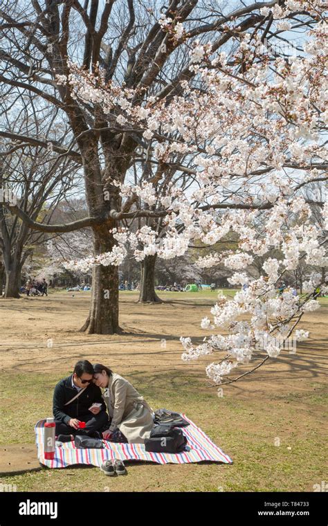 CHERRY BLOSSOM, TOKYO Stock Photo - Alamy