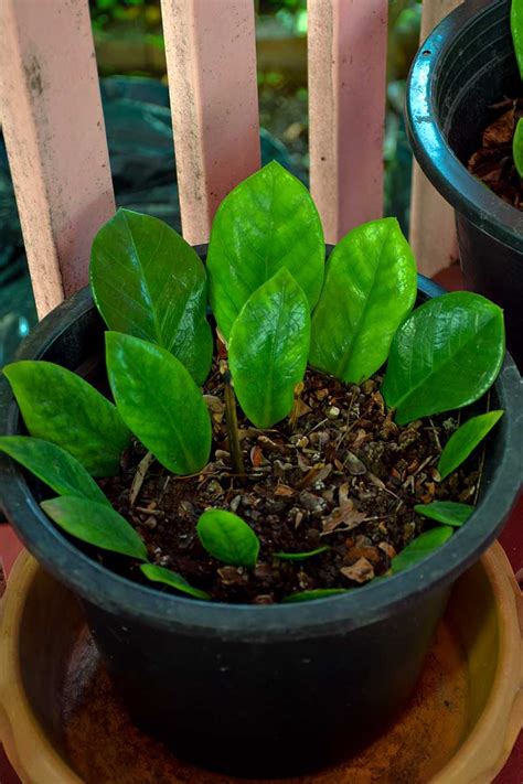 How to Propagate ZZ Plants from Leaf Cuttings | Gardener’s Path