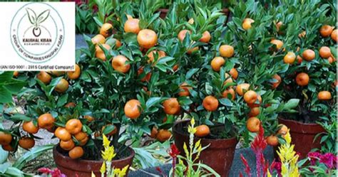 Well Watered Kinnow Fruit Plant at Rs 160/plant in Nagpur | ID: 22870626248