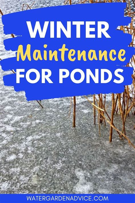 Winter Garden Pond Maintenance | Pond maintenance, Ponds backyard, Pond plants