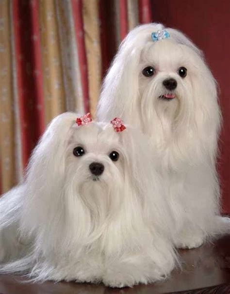 12 Famous Small Long Haired Dog Breeds | Long haired dog breeds, Long haired dogs, Dog breeds