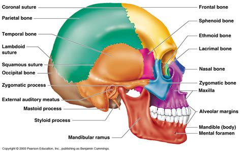 Anatomy and Physiology Fall Final Exam Review Diagram | Quizlet