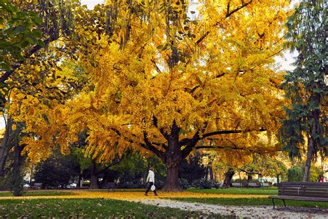 How To Care For Ginkgo Biloba Tree - Oldmymages