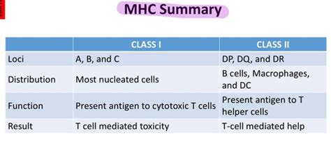 Major Histocompatibility Complex Flashcards | Quizlet