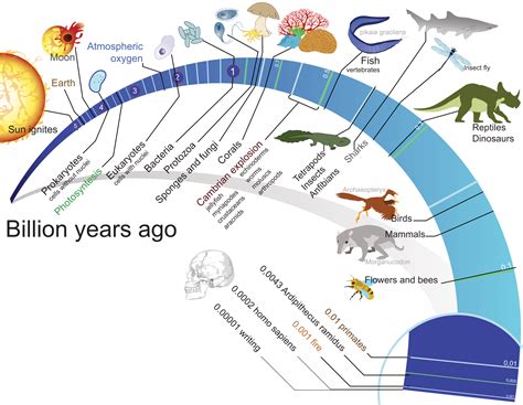 Tree Of Life Evolution Timeline