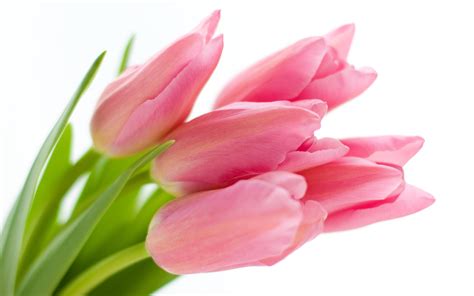 Pink | Pink Tulips Background Wallpapers Pictures Photos Images | Pink tulips, Tulips, Tulips ...