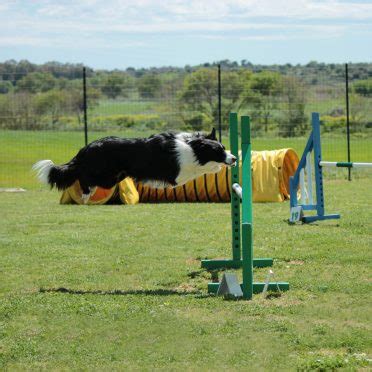 Your guide to the first steps of Border Collie training ...