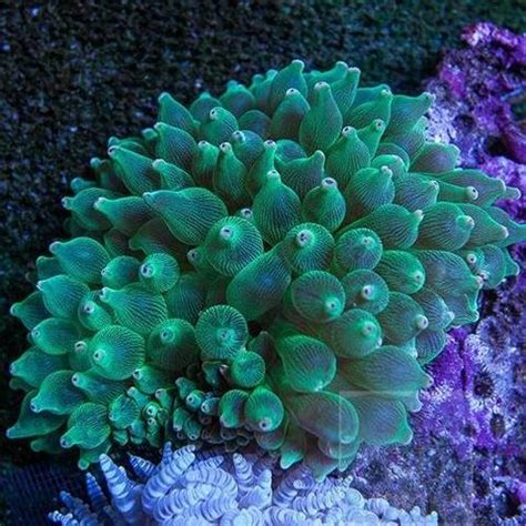 Bubble Tip Anemone with False Percula Clownfish - Blue Tang, Clownfish ...