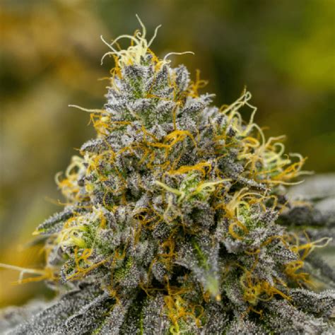 Cannabis Indica Strains - THC Design - The Best Marijuana Cultivator